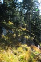 2015-10-03_Graskoepfel_(431).JPG