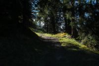 2015-10-03_Graskoepfel_(470).JPG