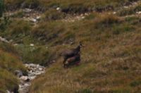 2015-09-22_Graskoepfl_(315)b.JPG