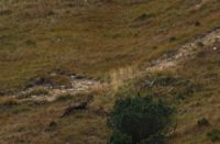 2015-09-22_Graskoepfl_(316)b.JPG