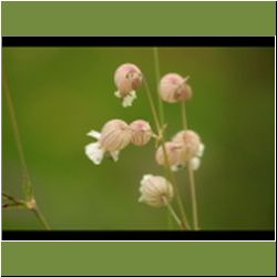 Regina-F-Rau_Nelke-Licht-weiss