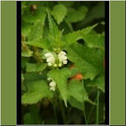 Regina-F-Rau_Nessel-Taub-weiss