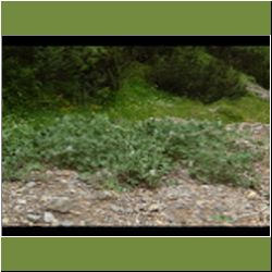 Regina-F-Rau_Pestwurz-filzige