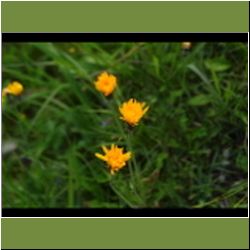 Regina-F-Rau_Pippau-Wiesen