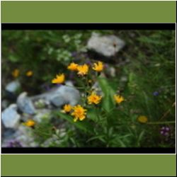 Regina-F-Rau_Pippau-Wiesen