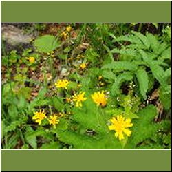 Regina-F-Rau_Pippau-Wiesen