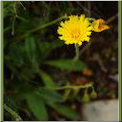 Regina-F-Rau_Pippau-Wiesen