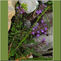 Regina-F-Rau_Quendel-Stein