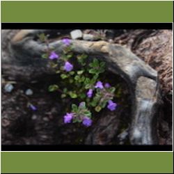 Regina-F-Rau_Quendel-Stein