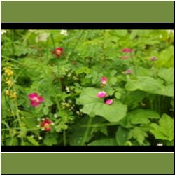 Regina-F-Rau_Rose-Hunds-Alpen