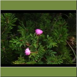 Regina-F-Rau_Rose_Hecken-Alpen