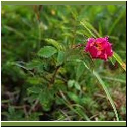 Regina-F-Rau_Rose_Hecken-Alpen