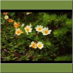 Regina-F-Rau_Silberwurz