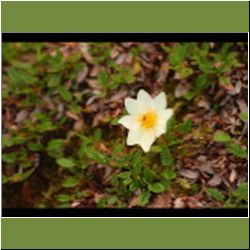 Regina-F-Rau_Silberwurz