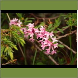 Regina-F-Rau_Steinroeschen