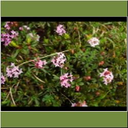 Regina-F-Rau_Steinroeschen