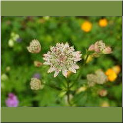 Regina-F-Rau_Sterndolde