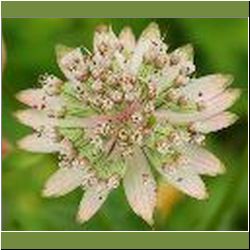 Regina-F-Rau_Sterndolde