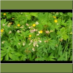 Regina-F-Rau_Sterndolde