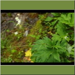 Regina-F-Rau_Storchenschnabel