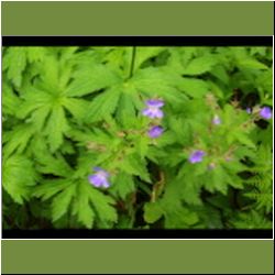 Regina-F-Rau_Storchenschnabel