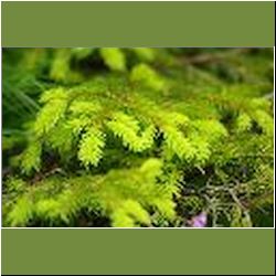 Regina-F-Rau_Tanne-Spitzen