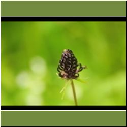 Regina-F-Rau_Teufelskralle