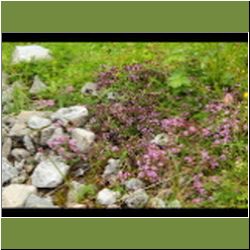 Regina-F-Rau_Thymian-Berg