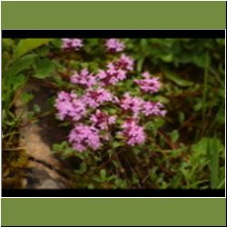 Regina-F-Rau_Thymian