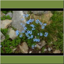 Regina-F-Rau_Vergissmeinnicht