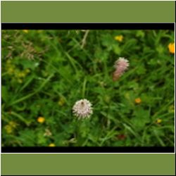 Regina-F-Rau_Wegerich