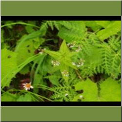 Regina-F-Rau_Weidenroeschen