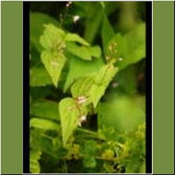 Regina-F-Rau_Weidenroeschen