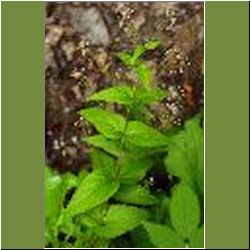 Regina-F-Rau_Weidenroeschen