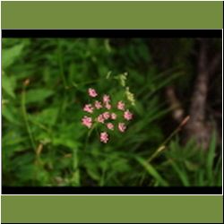 Regna-F-Rau_Baldrian_2016-07-08_08Binssattel_(131)