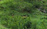 2015-08-22_Hochglueck_(128)b.JPG