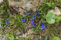 2015-06-04_03Enger-Grund_(137)b.JPG