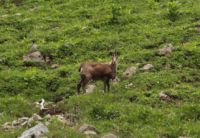 2015-06-04_03Enger-Grund_(152)b.JPG