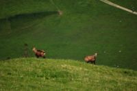 2015-06-04_05Gumpenj-Weg_(191).JPG