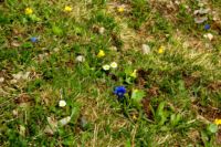2015-06-05_03Gumpenjoch_(212)b.JPG