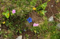 2015-06-05_04Gamsjoch_(138).JPG