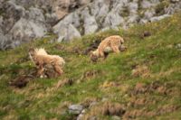 2015-06-05_04Gamsjoch_(178).JPG