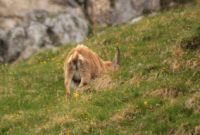 2015-06-05_04Gamsjoch_(182)b.JPG
