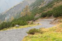 2014-10-16_Lamsenjoch_(370).JPG
