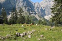 2015-07-02_1Lamsenjoch(278).JPG