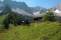 2015-07-02_1Lamsenjoch(304).JPG