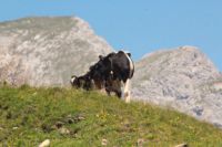 2015-07-02_1Lamsenjoch(321).JPG