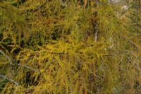 2014-10-08_Plumsjoch_(427).JPG