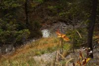 2014-10-11_Kompar-Plums_(179).JPG