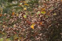 2014-10-11_Kompar-Plums_(220).JPG